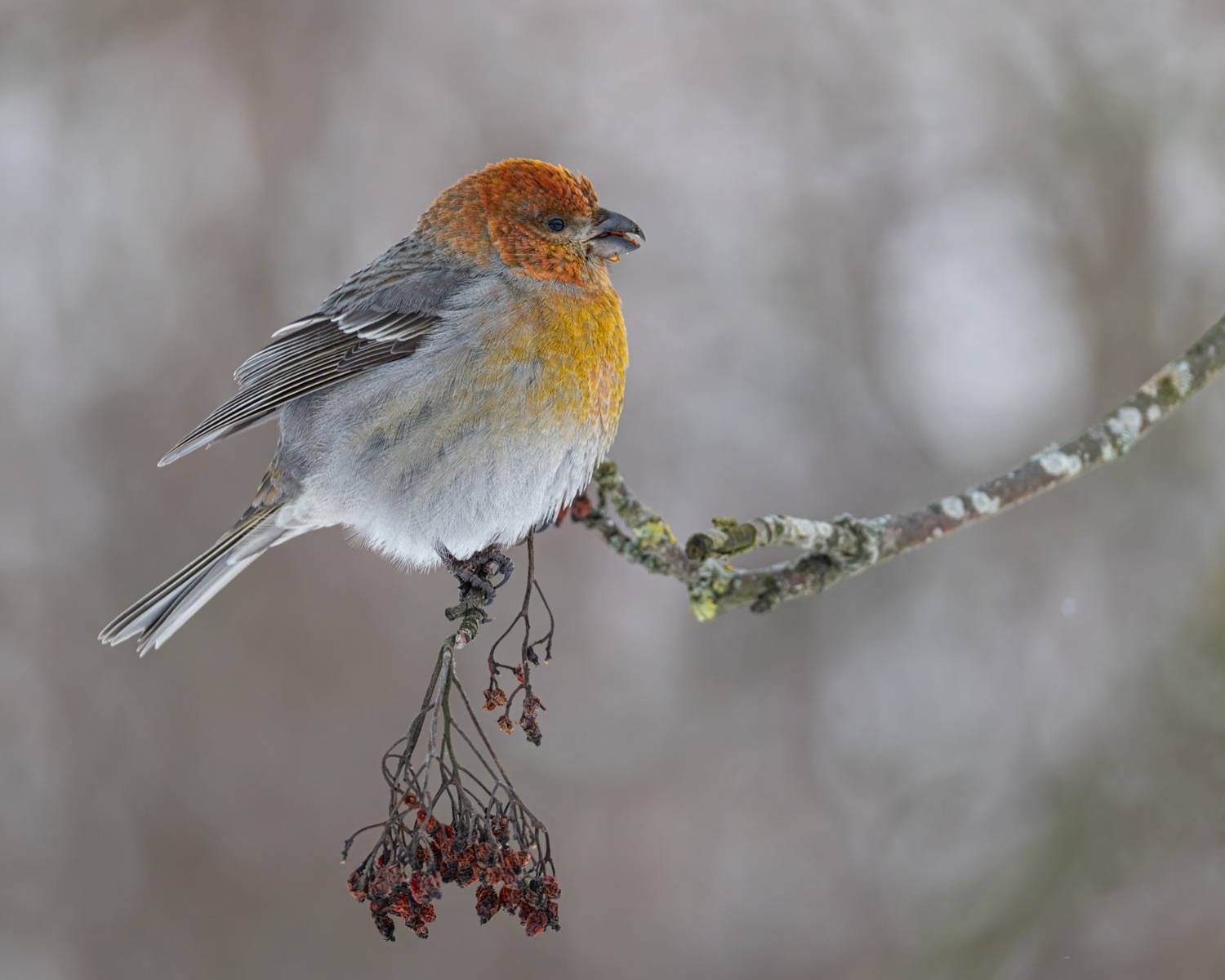 щур, птицы, Ruslan Pl
