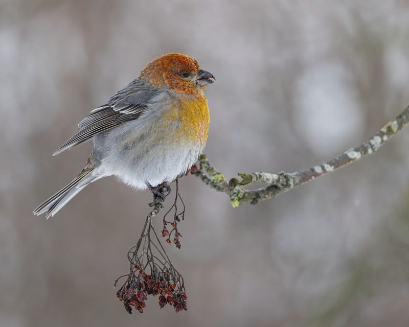 щур, птицы  фото превью