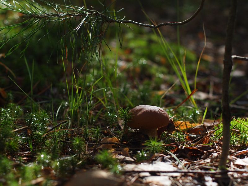 Грибная тема (Белый в контровом свете) фото превью
