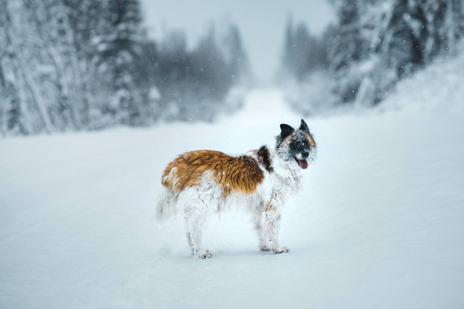 , Стеценко Александр