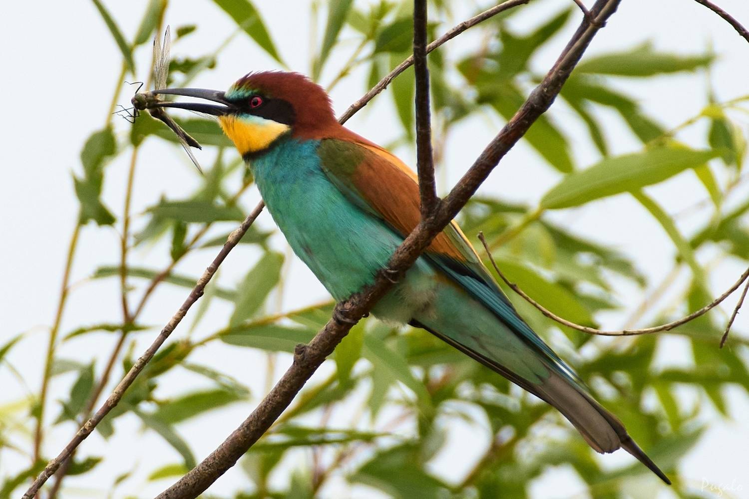 wildlife, birdwatching, nature, bird photography, птица, фотоохота, природа, щурка, Полина Шальнева