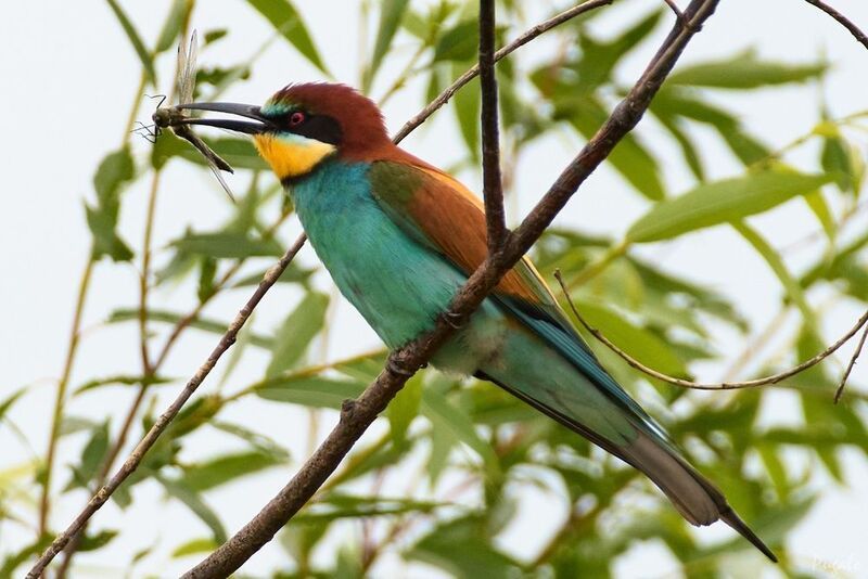 wildlife, birdwatching, nature, bird photography, птица, фотоохота, природа, щурка Золотистая щурка фото превью