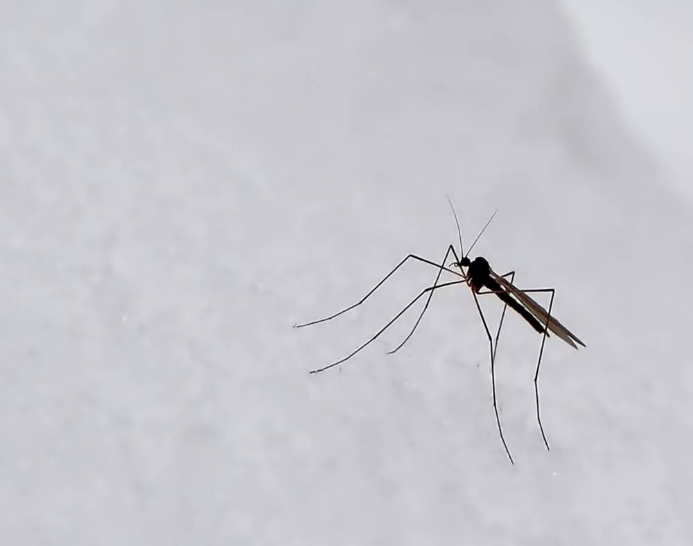 , Савоцкий Роман