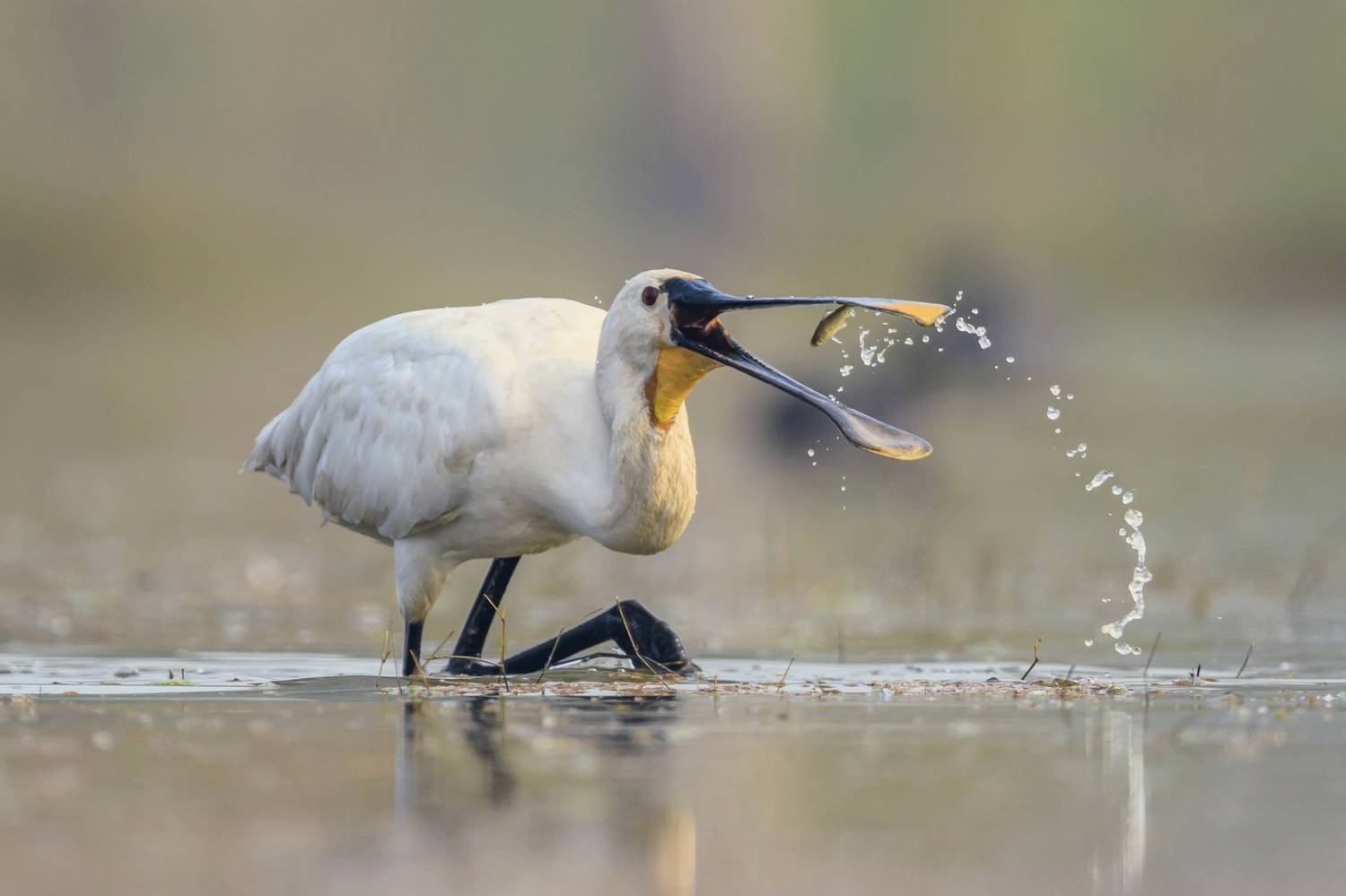 , Пупонин Сергей