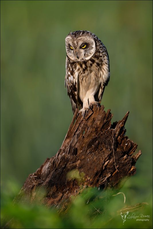 В засаде фото превью