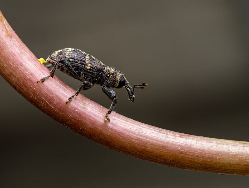 Долгоносик фото превью