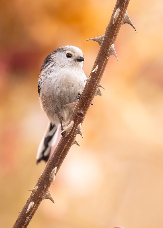 Long-tailed Ti фото превью