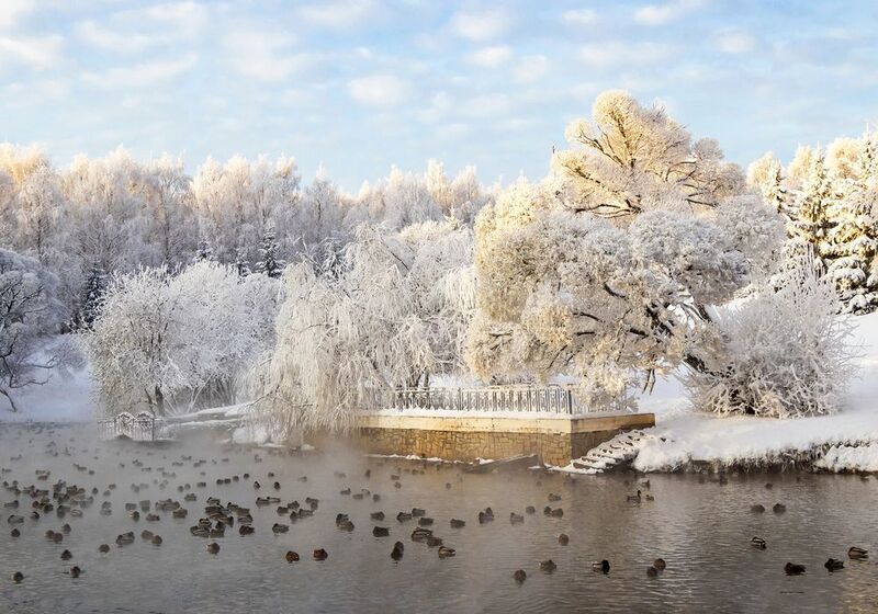 Киров, зима, парк им.Кирова, пруд, деревья Морозный денек фото превью