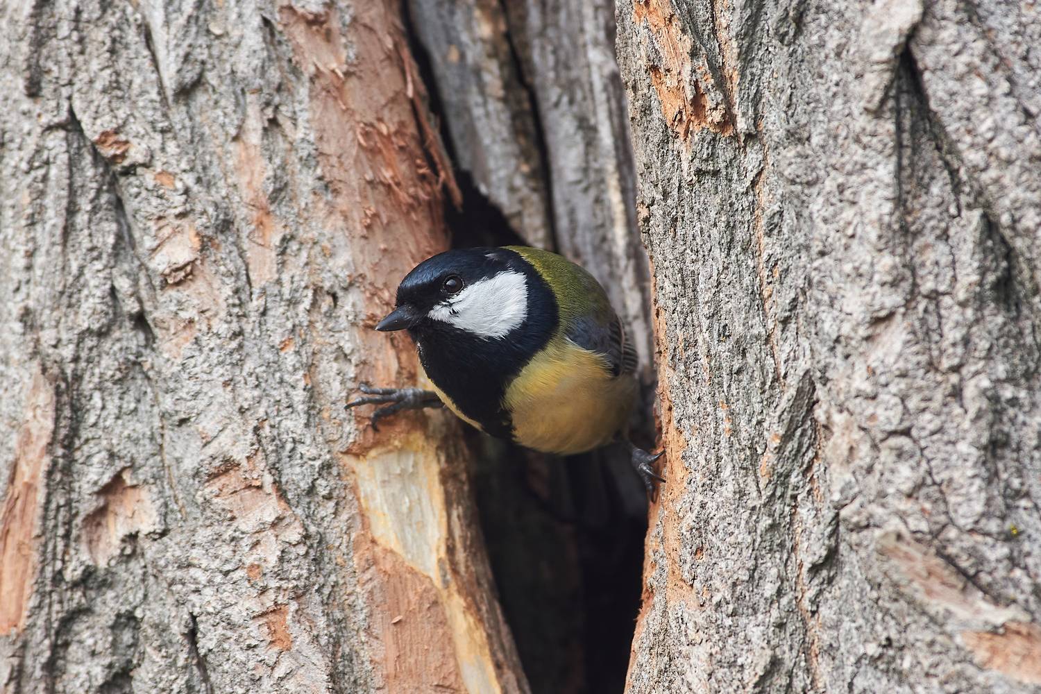 большая синица, птицы, , Павел Сторчилов