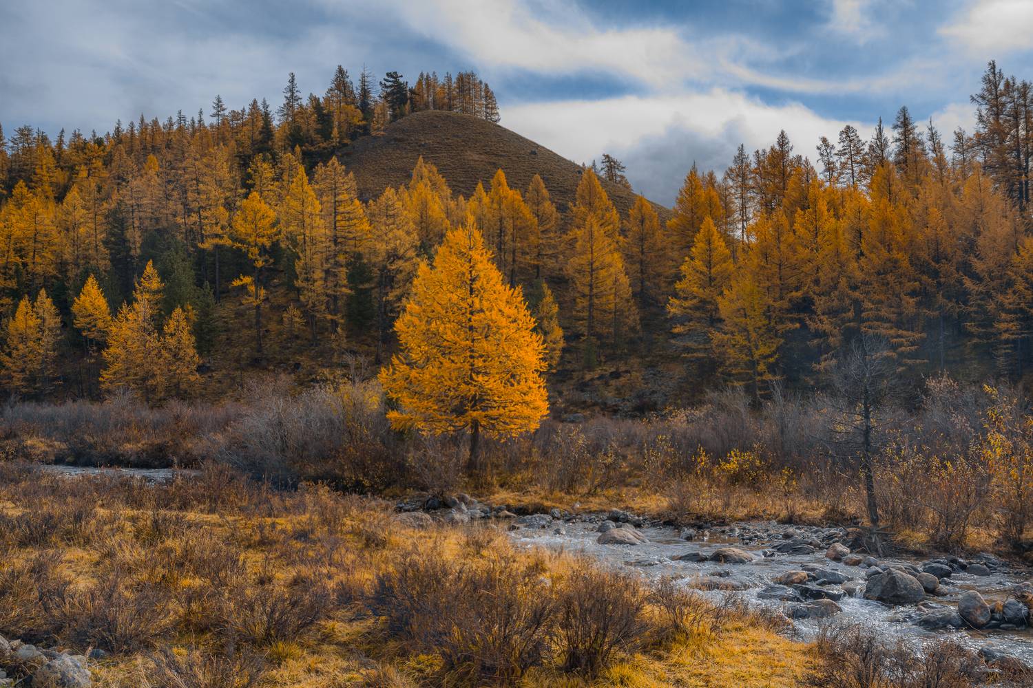 россия, горный алтай,осень, лиственница, Андрей Поляков