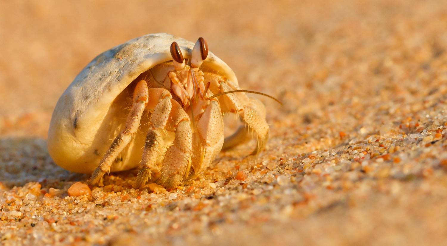 , Денис Сухачев