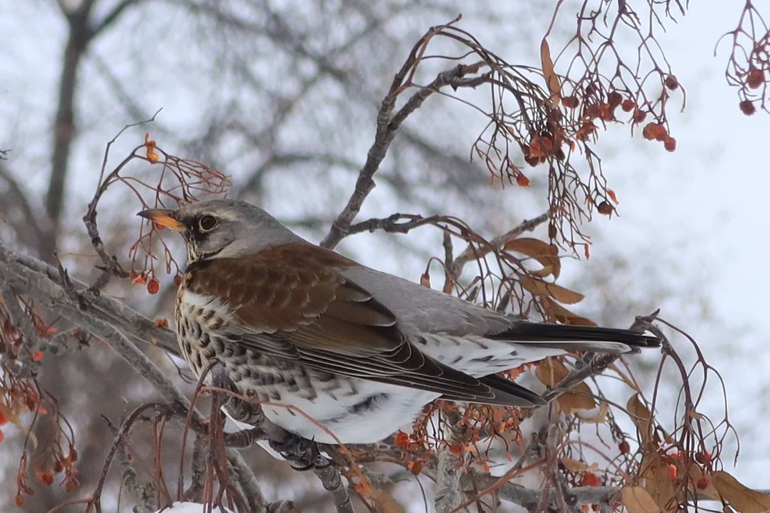 природа,птицы,дрозд рябинник, Козлова Галина