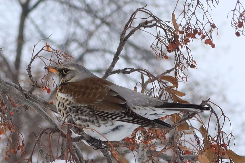 Дрозд рябинник фото превью
