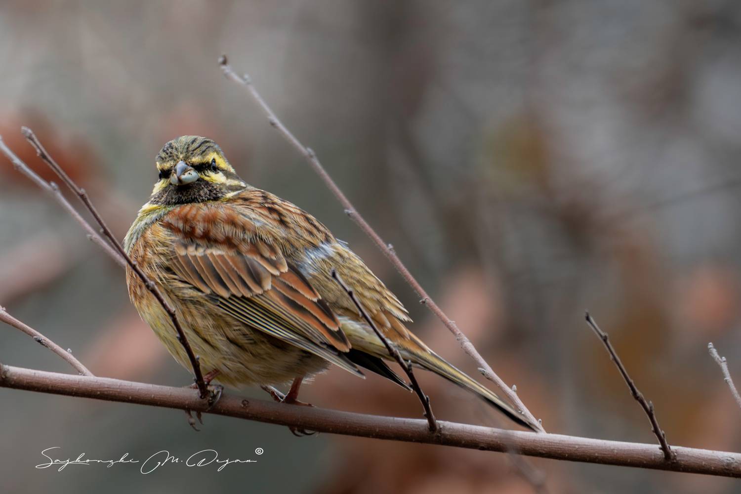 bird, Dejan Sajkovski