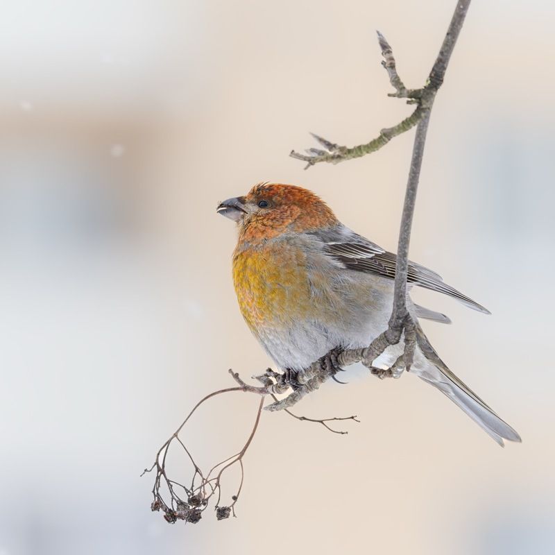 щур, птицы  фото превью