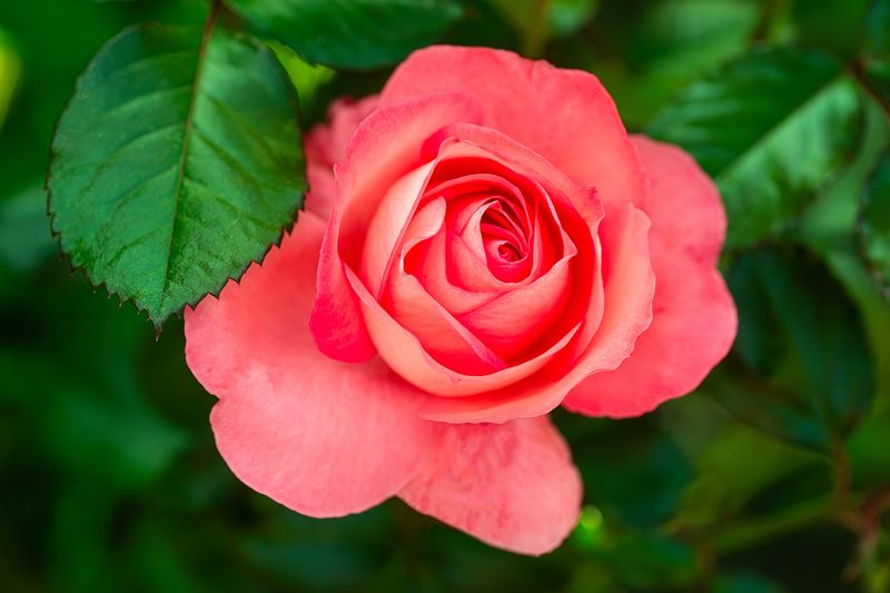 Роза фото превью