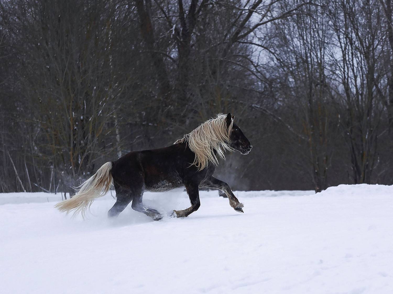лошадь,галоп,красота, лес, зима,природа, horse, movement,beautiful, forest, nature, Стукалова Юлия