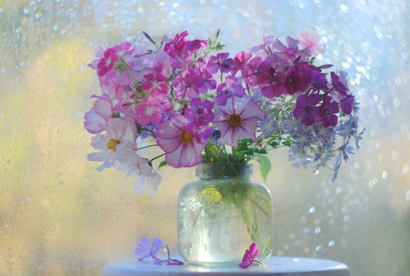 Летний звездопад фото превью