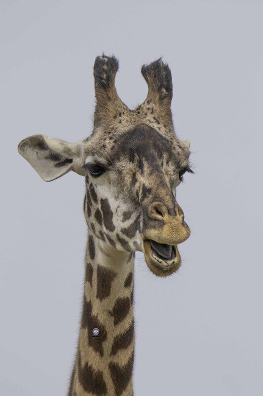 Masai giraffe фото превью