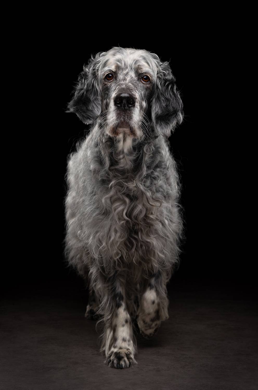 #englishsetter #dog, Carolyn Bray
