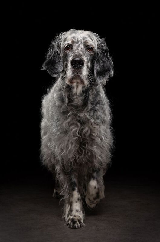 #englishsetter #dog Keeley фото превью