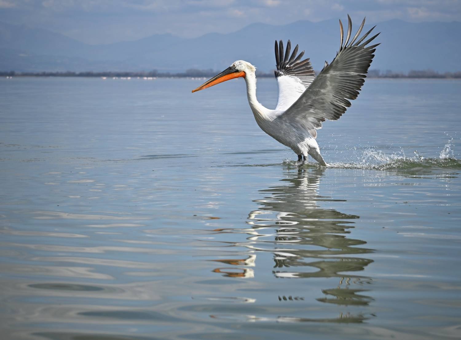 , Герчев Николай