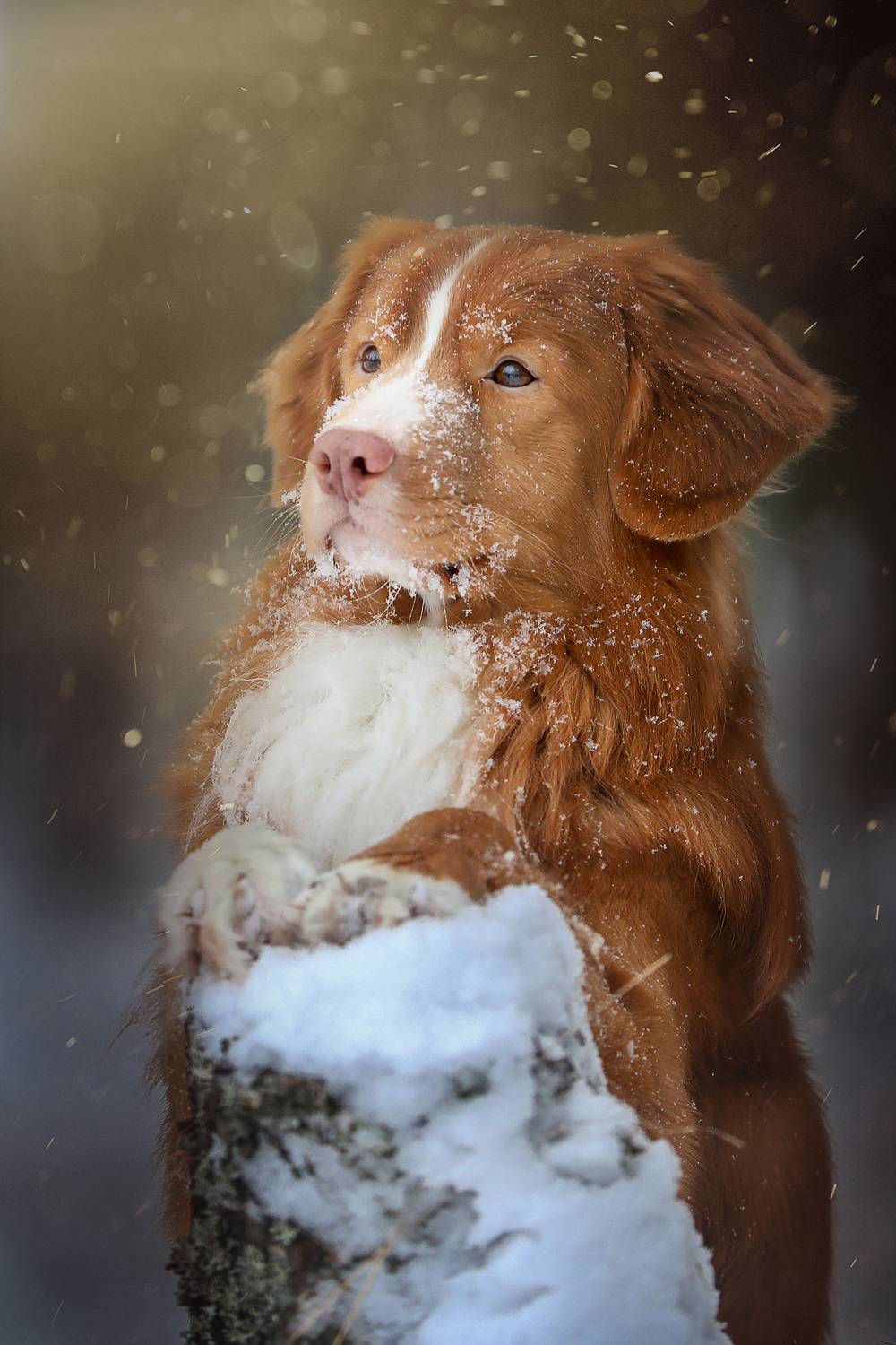 , Андрей Ершов