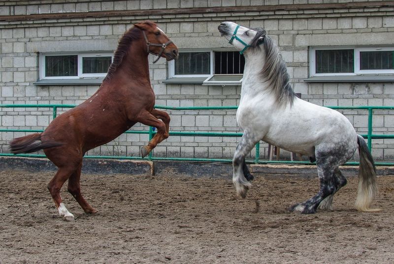 Лошади фото превью
