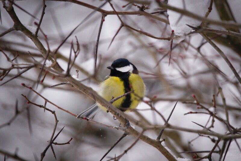 Королева шипов фото превью