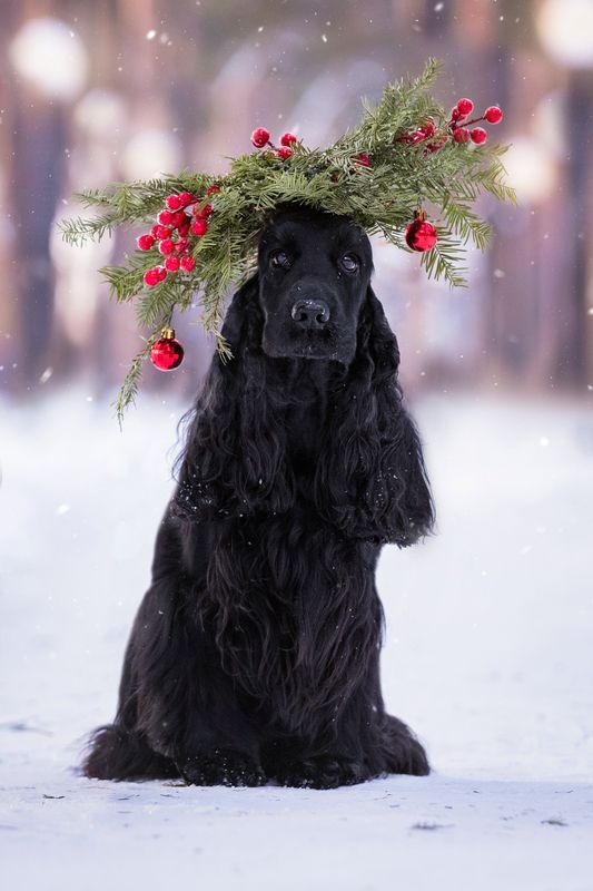Новогодний аккорд фото превью