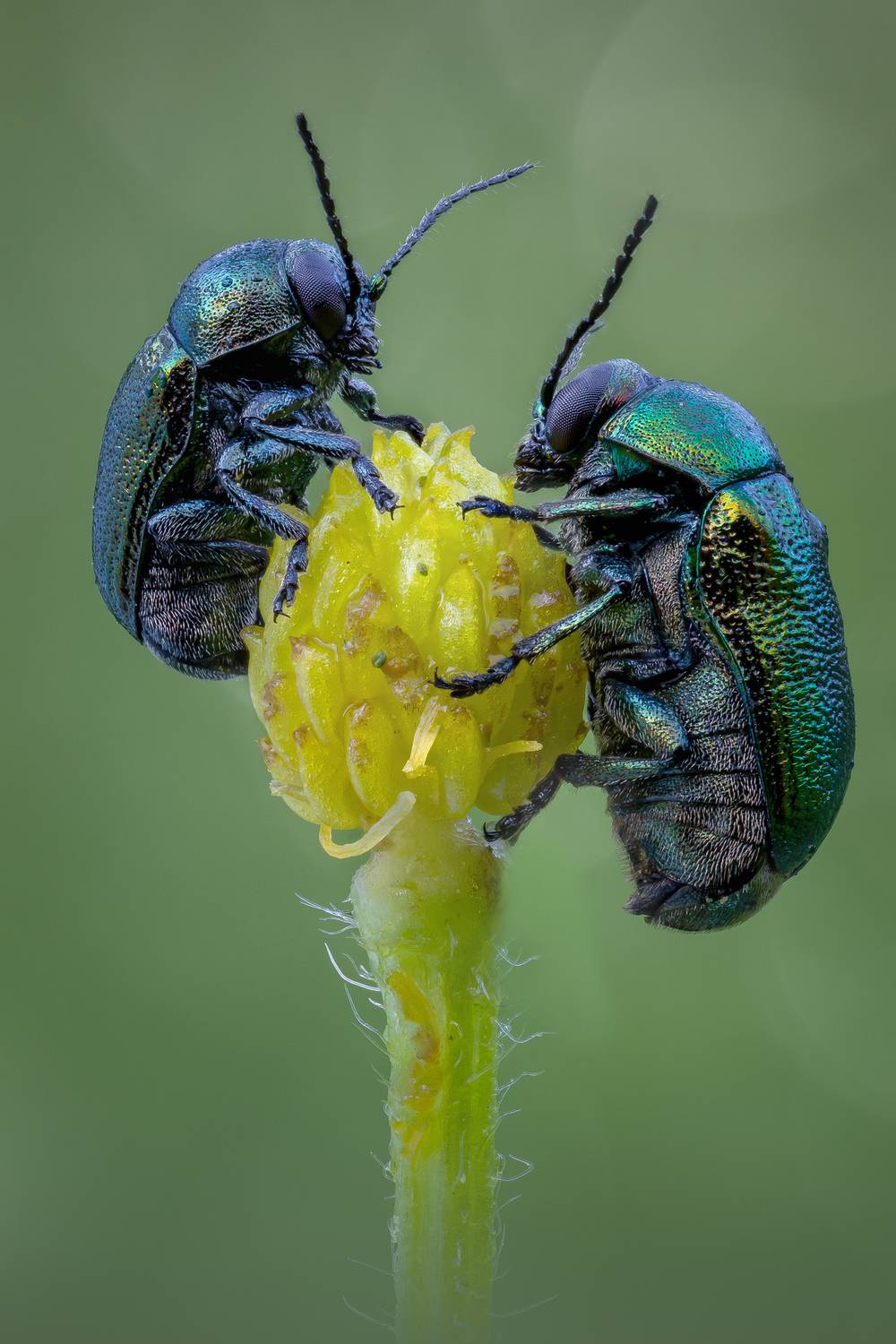 , Кузнецов Дмитрий
