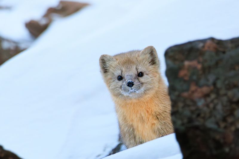 Соболь фото превью