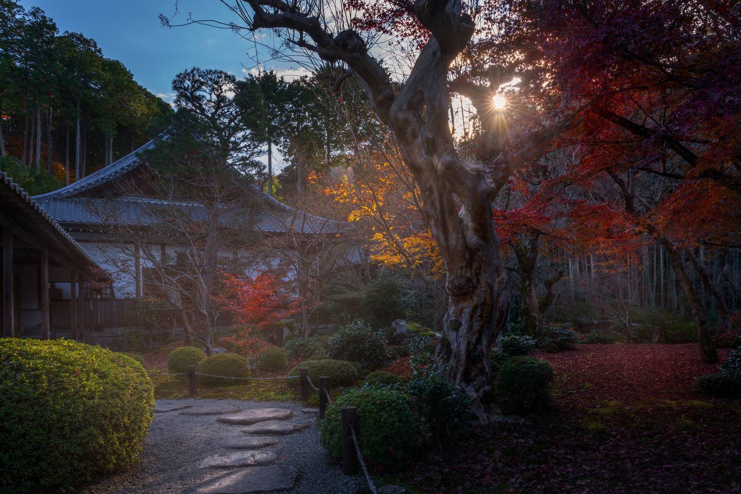 парк япония осень момидзи, Сергей Садов