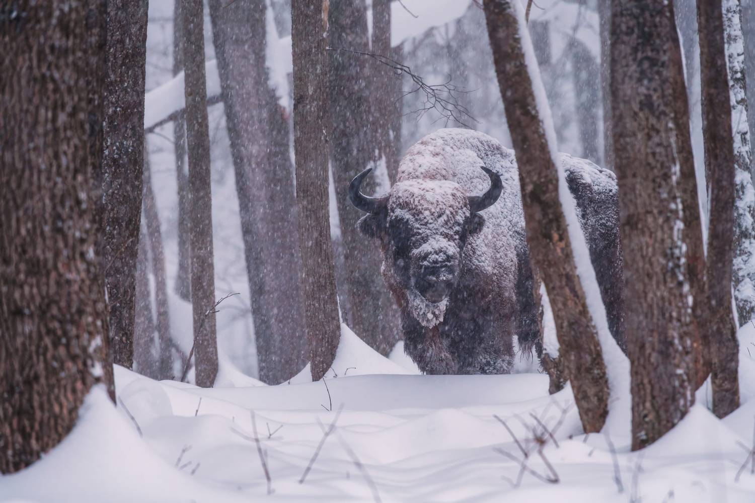 , Павел Ныриков