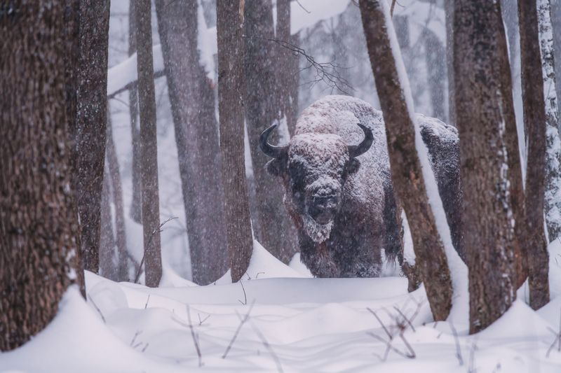 Властелин заснеженного леса фото превью
