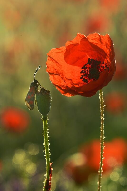 В маках фото превью