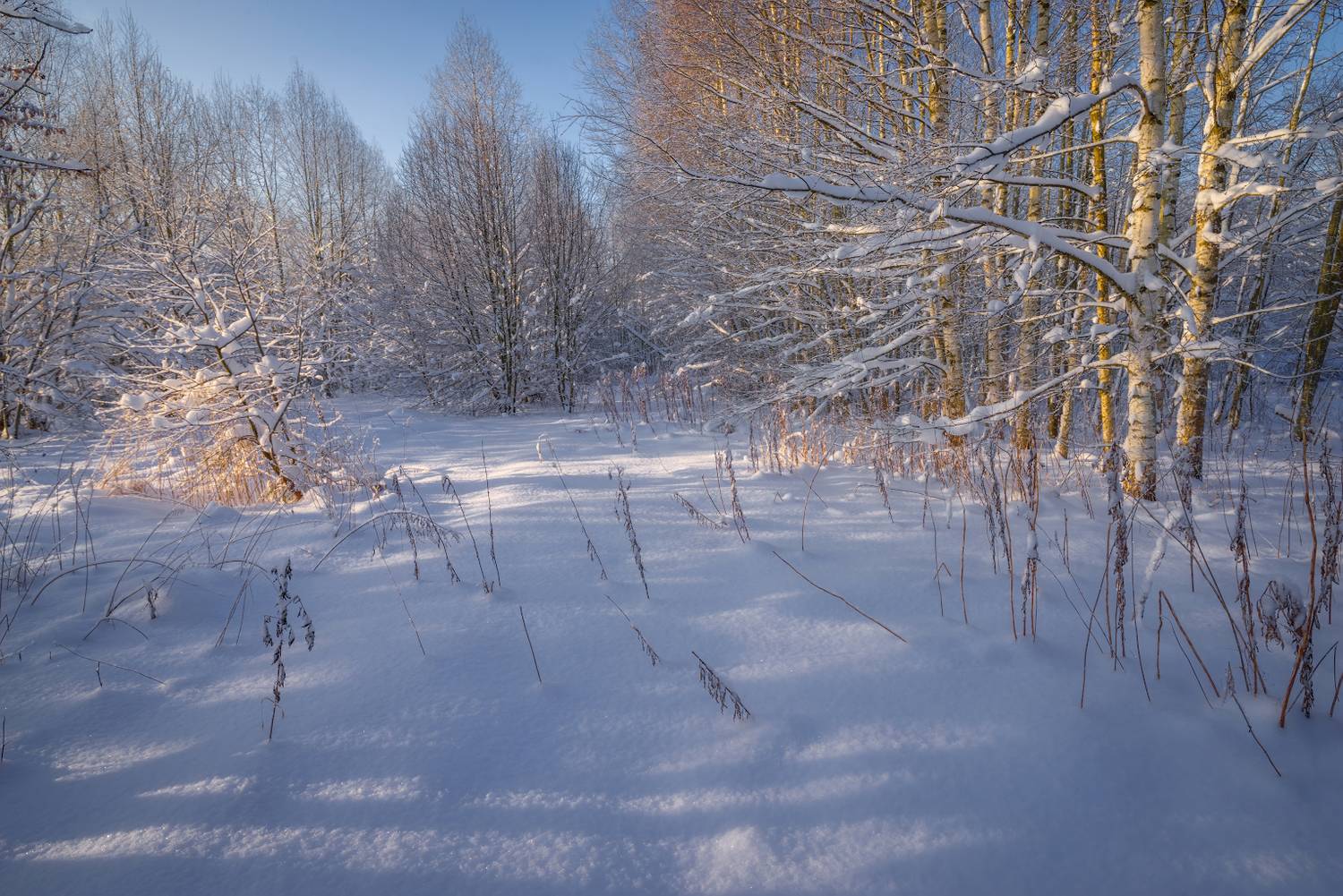 , Марина Мурашова