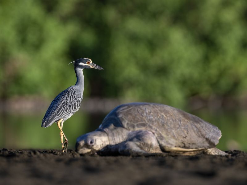 Yellow-crowned Night Heron (Nyctanassa violacea) Martinete Cabecipinto фото превью