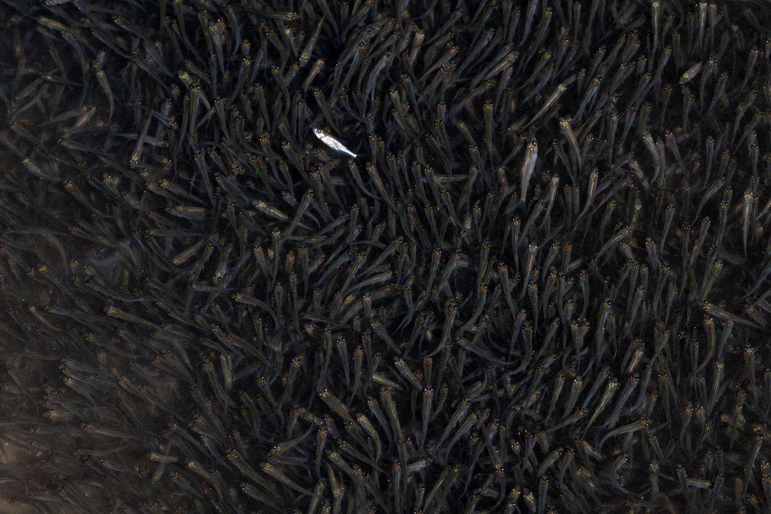 малёк, рыбёшки, Ксения Соварцева