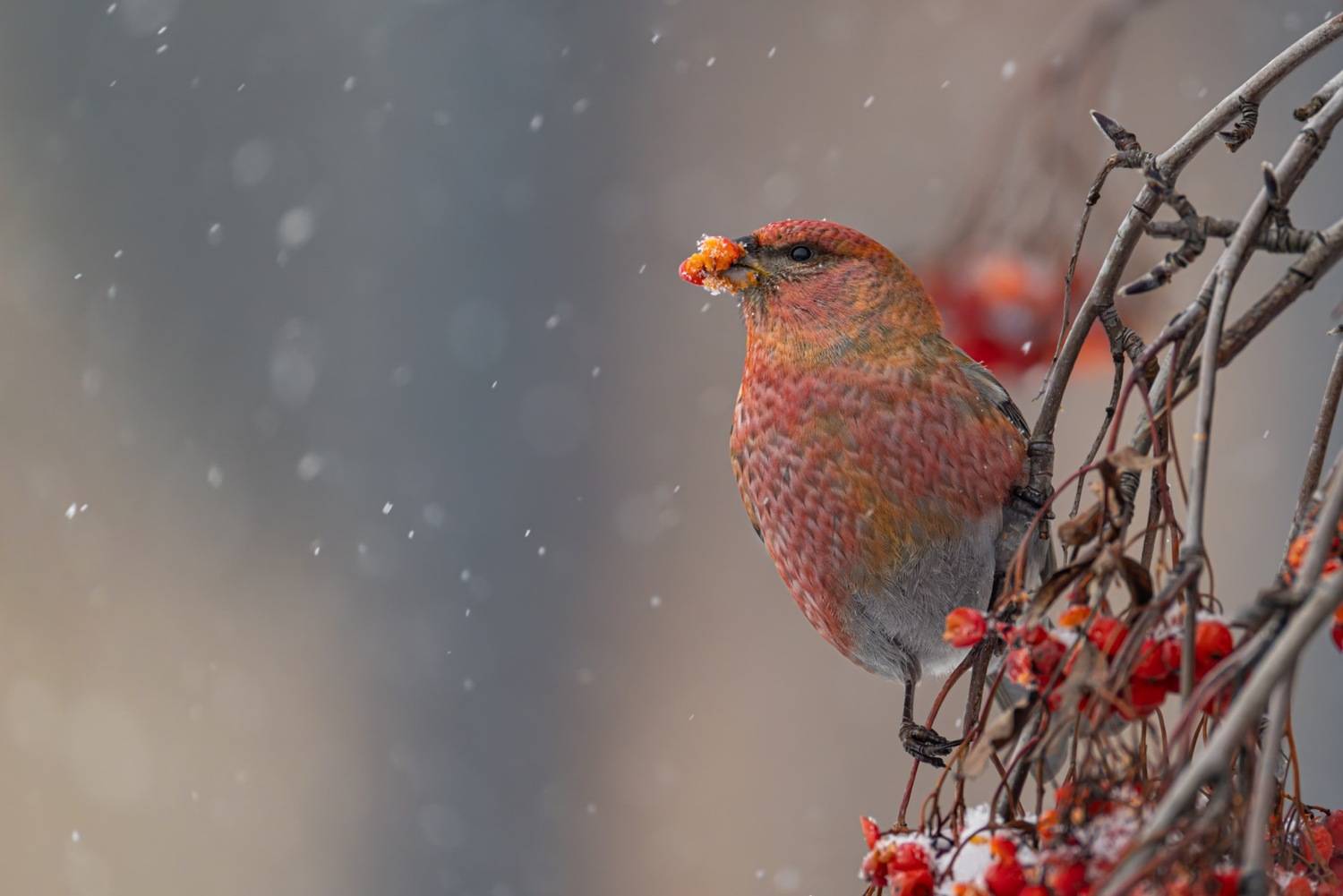 щур, птицы, Ruslan Pl