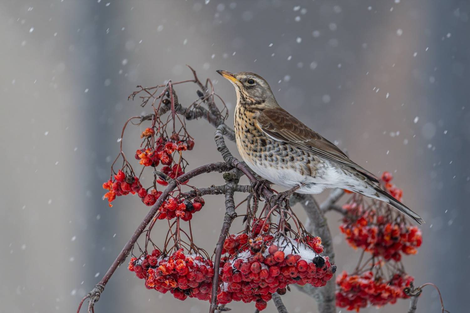 снег, дрозд, рябинник, рябина, Ruslan Pl