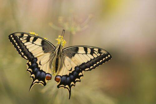 Papilio machaon