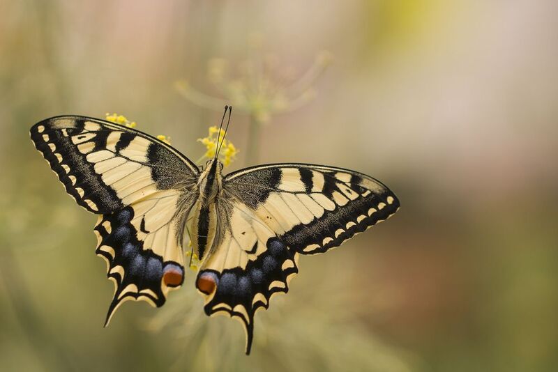 Papilio machaon фото превью