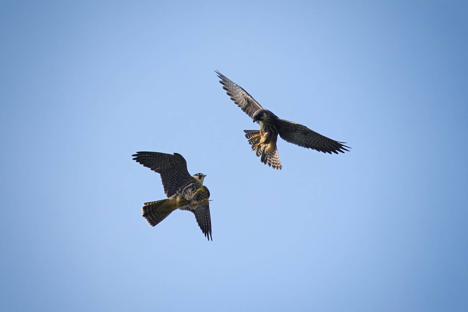 wildlife, birdwatching, nature, bird photography, птица, фотоохота, природа, чеглок , Полина Шальнева