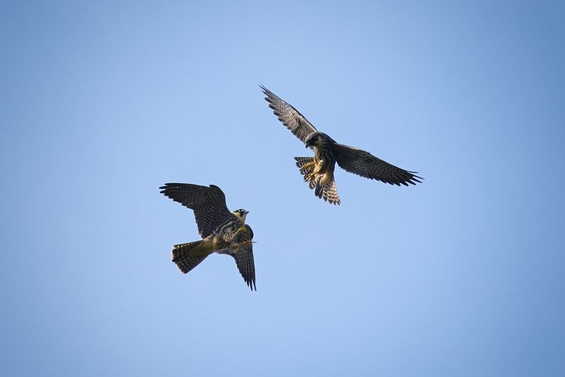 wildlife, birdwatching, nature, bird photography, птица, фотоохота, природа, чеглок  Чеглочий молодняк резвится  фото превью