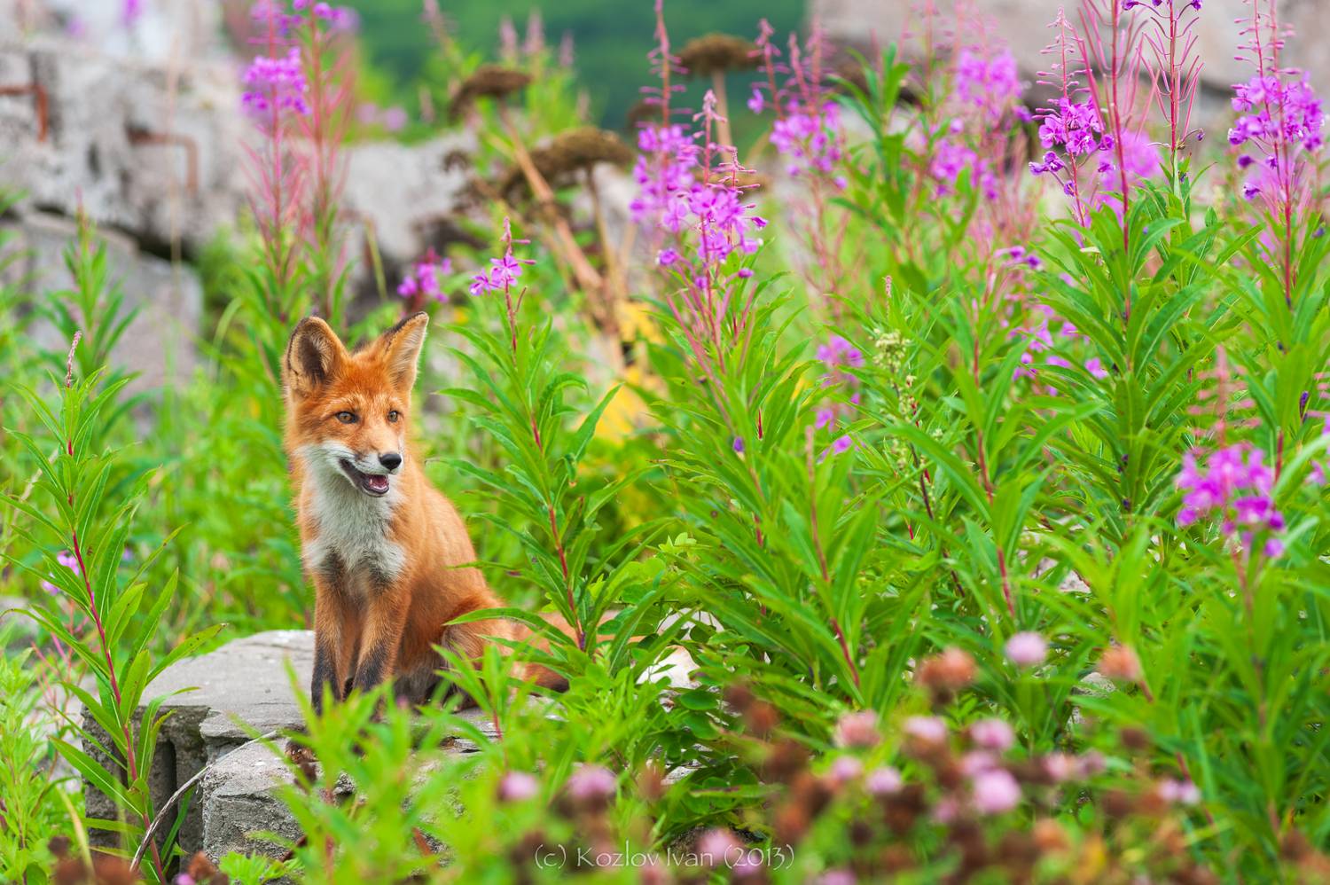 , Козлов Иван