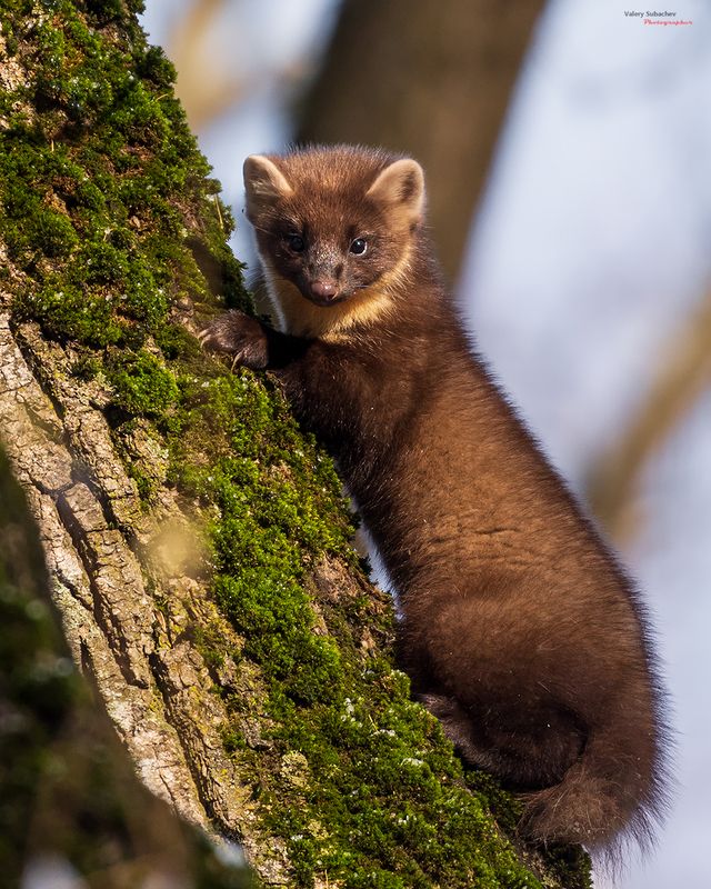 Куница фото превью