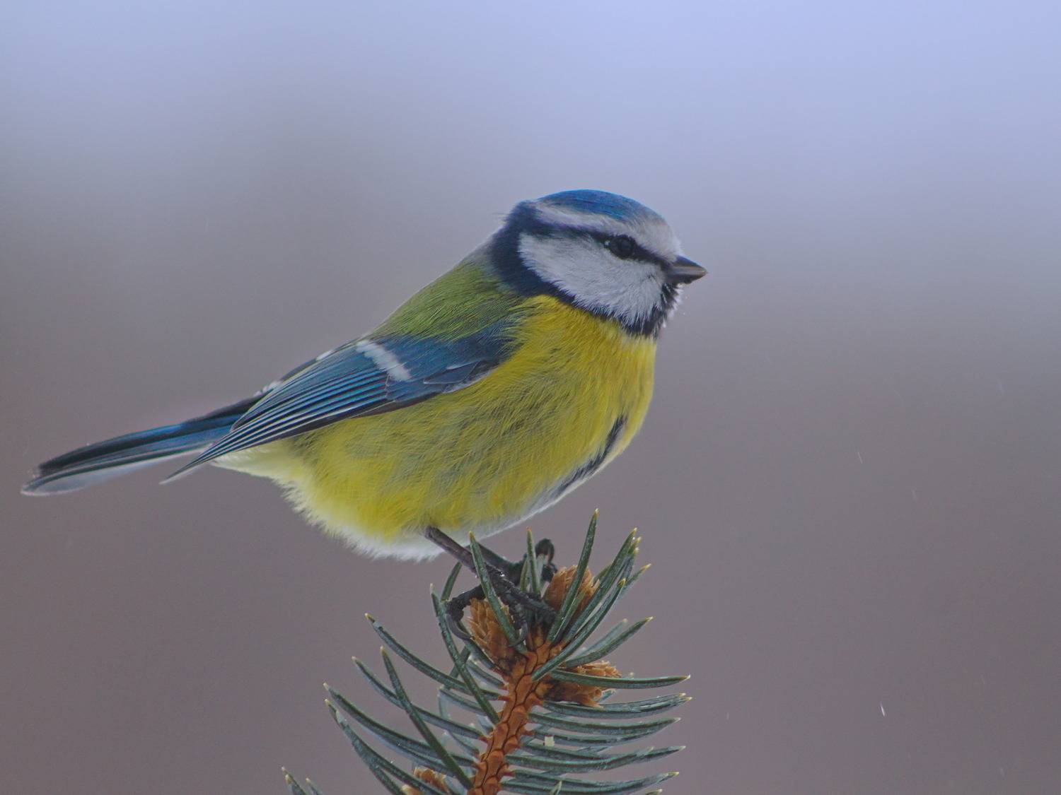 лазоревка, parus caeruleus, ель колючая голубая, picea pungens,, sergey izoya