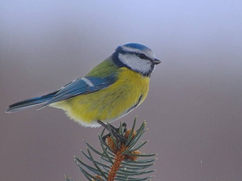 лазоревка, parus caeruleus, ель колючая голубая, picea pungens, Лазоревка фото превью