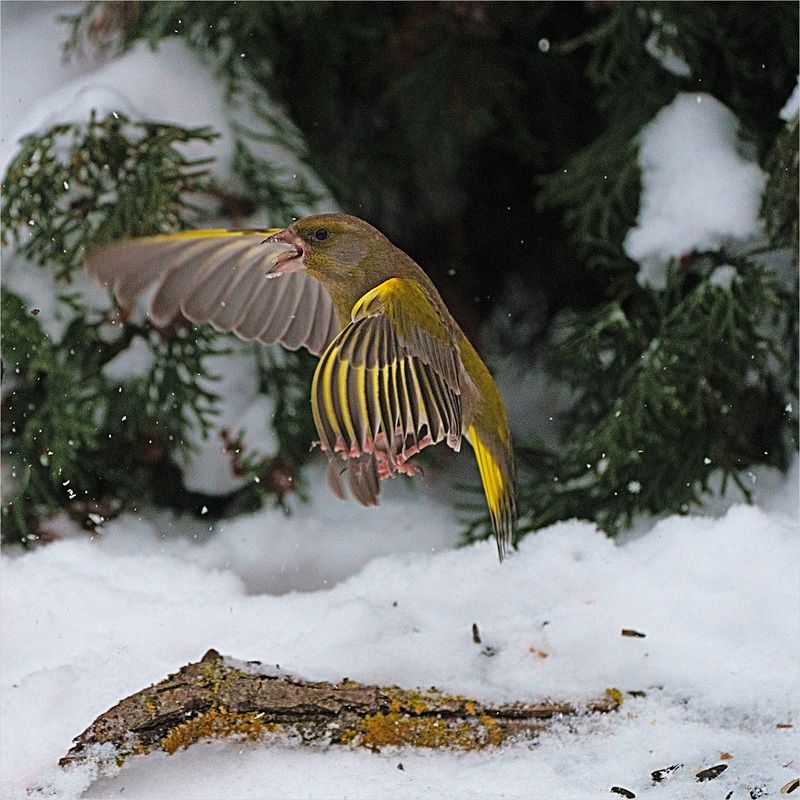 Вперед! фото превью